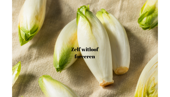 Zelf witloof forceren