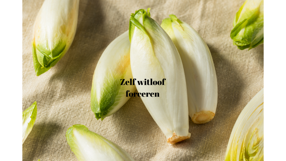 Zelf witloof forceren